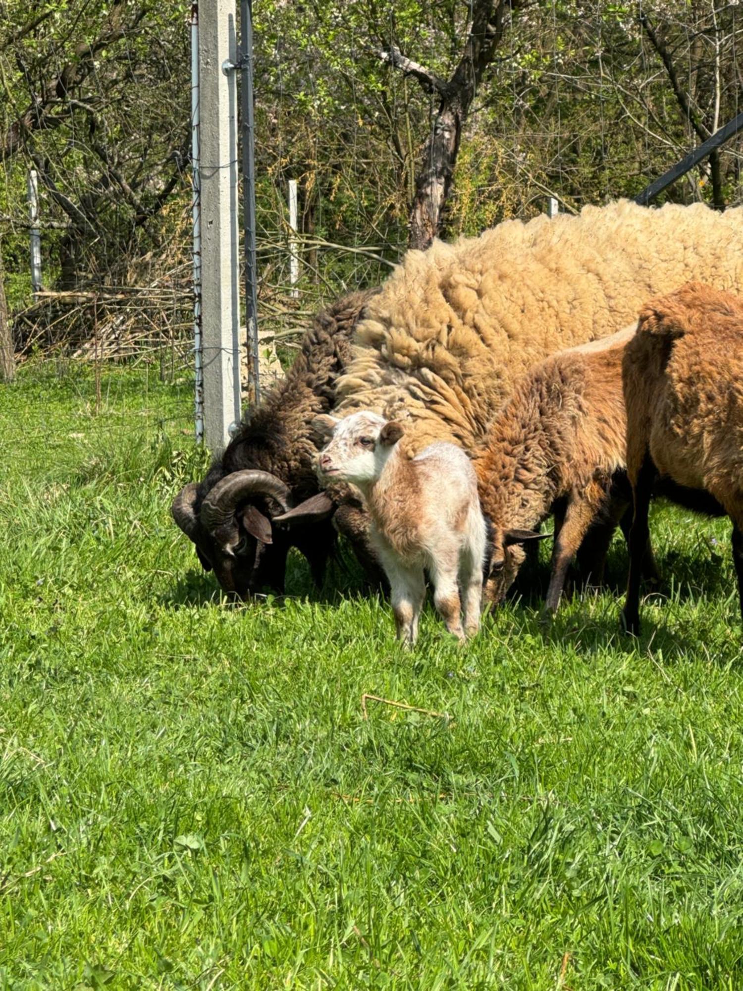 Agroturystyka U Babci Czchow Eksteriør billede