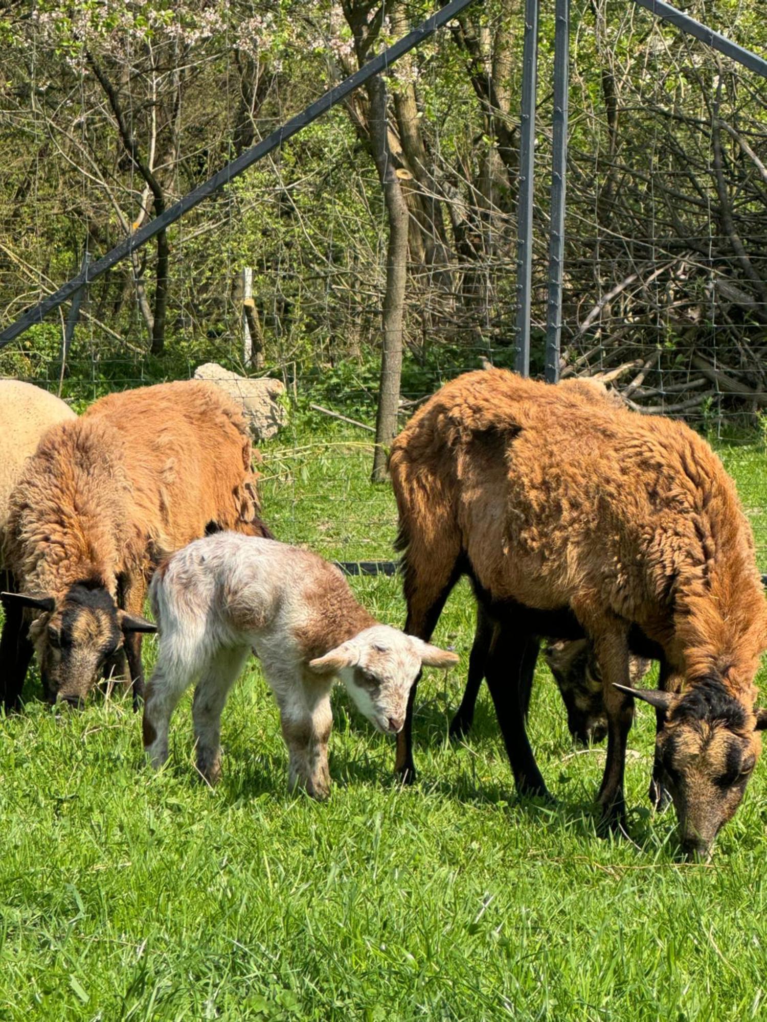 Agroturystyka U Babci Czchow Eksteriør billede